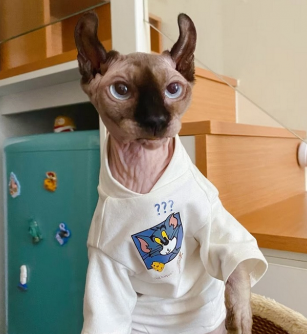 Baju kucing dengan motif karakter kartun